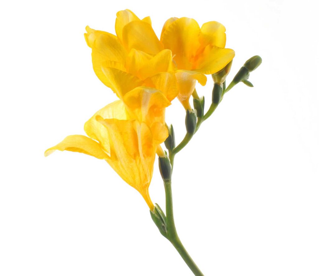 obituary-flower1