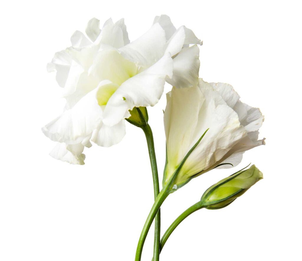 obituary-flower2