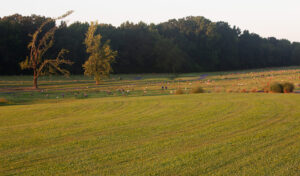 Garden Memorial Park Cemetery Spaces