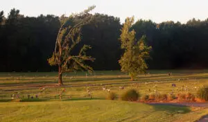 Garden Memorial Park Serene Burial Spaces