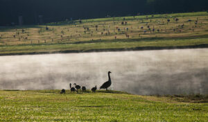 Garden Memorial Park Cemetery